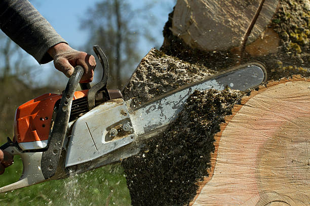 Best Tree Stump Removal  in Dunstan, ME